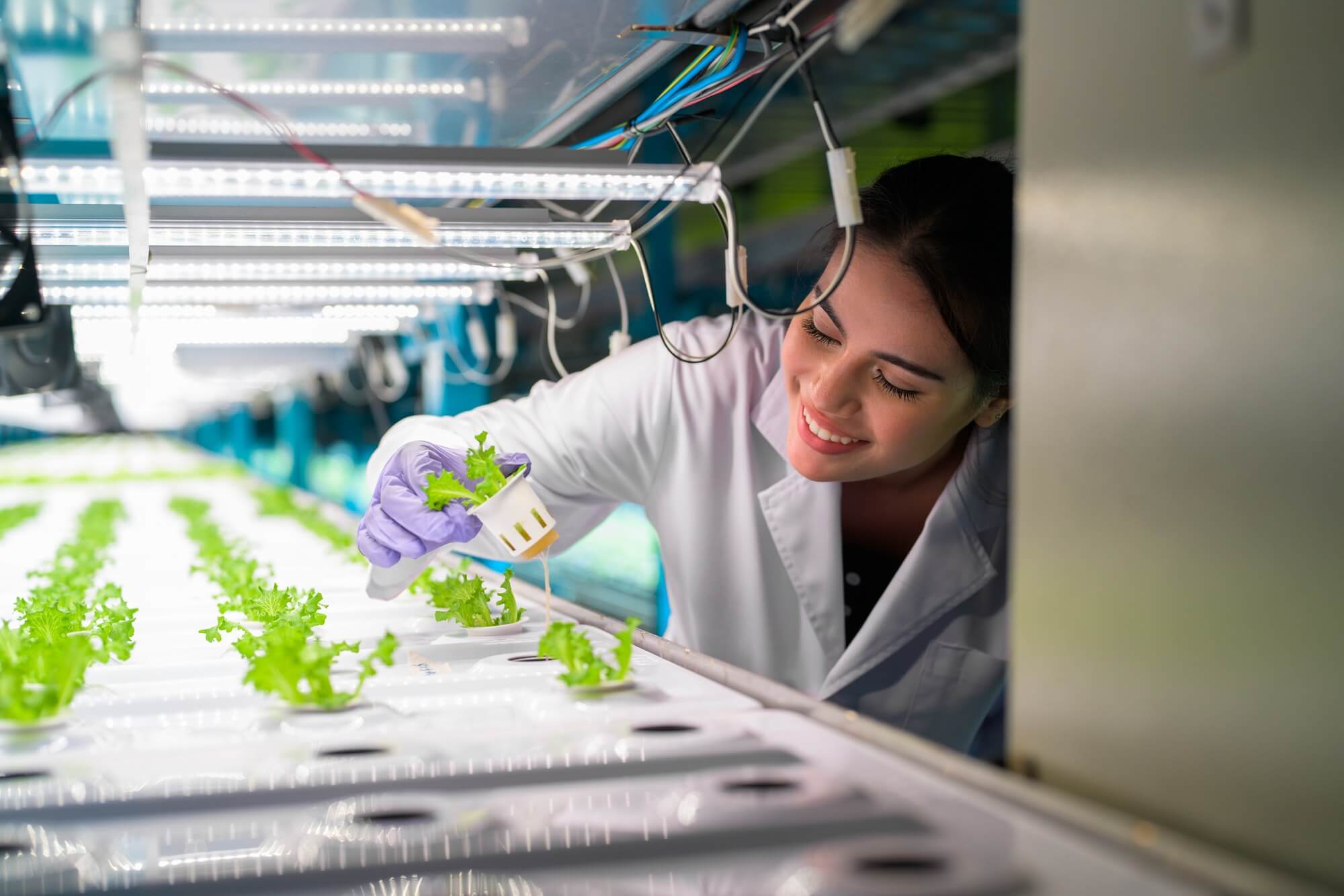 Researchers developing vegetable varieties at greenhouse agriculture