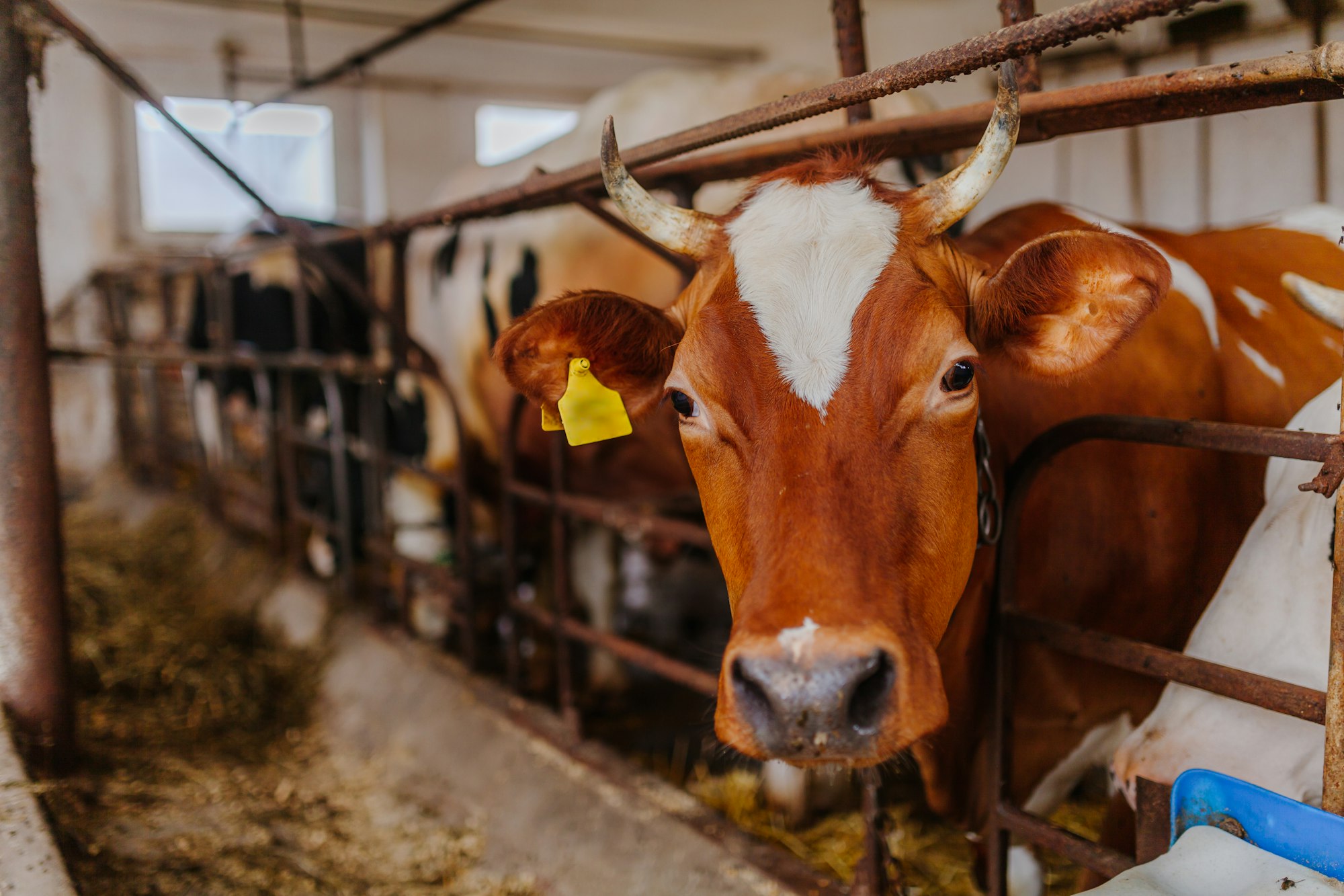 cow livestock farm barn Livestock Farm