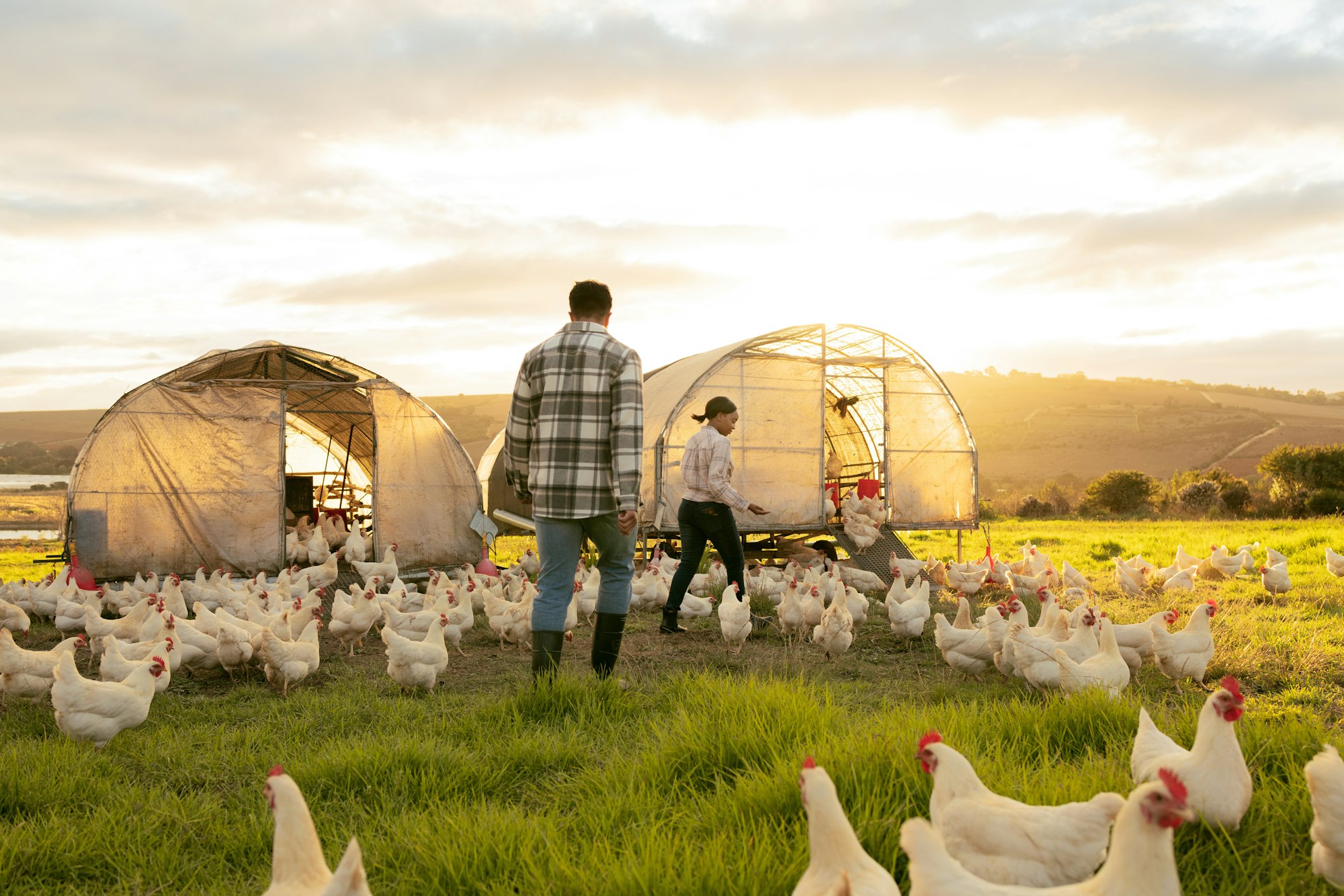 Farm, couple and chicken with an agriculture team working together outdoor in the poultry industry.