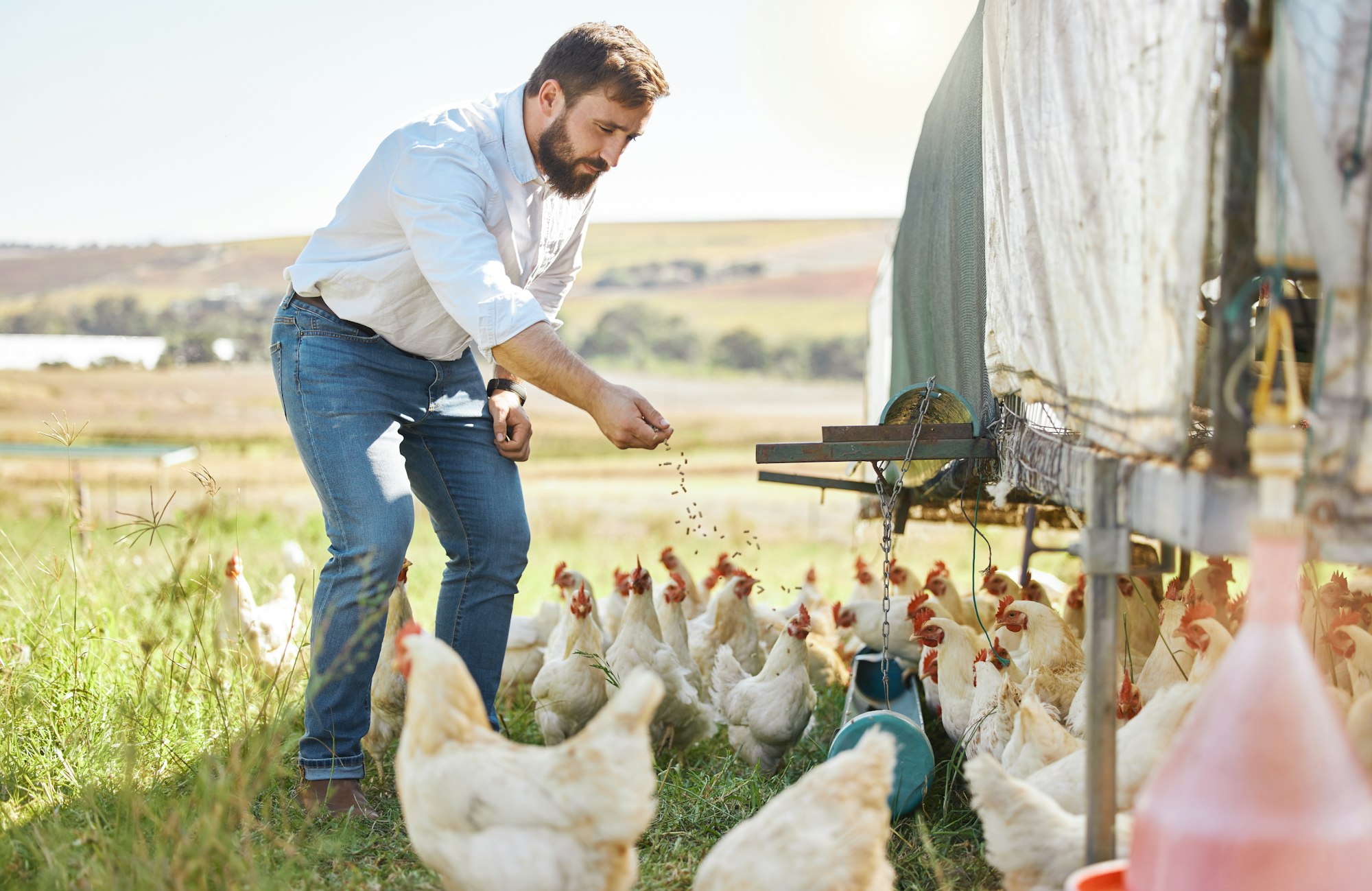 Farmer feed chicken, agriculture and man outdoor, poultry and healthy livestock, diet and free rang